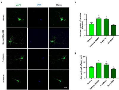 Nonoxid-HMGB1 Attenuates Cognitive Impairment After Traumatic Brain Injury in Rats